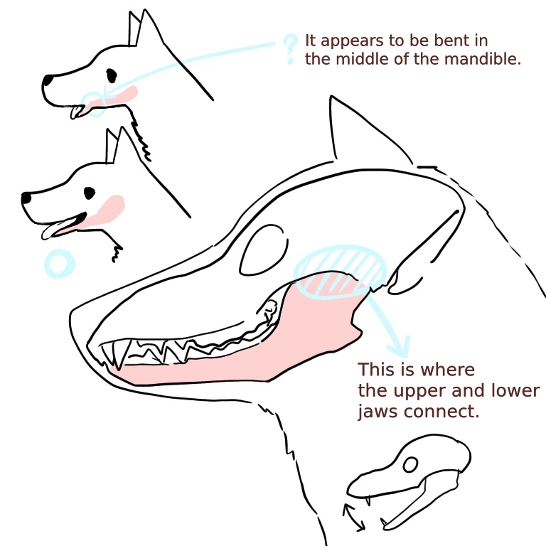 How to draw a dog (1) How to draw a basic face | MediBang Paint - the