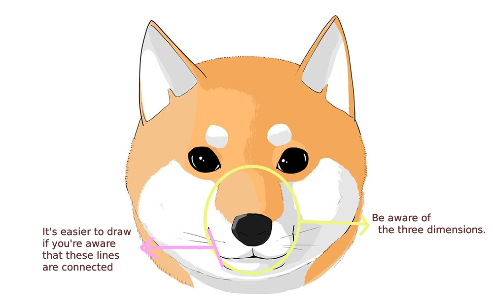 How to draw a dog (1) How to draw a basic face | MediBang Paint - the free  digital painting and manga creation software
