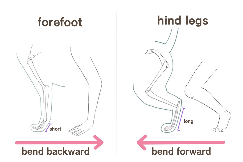 Dynamic Anatomy for Artists  Muscles of the Leg  Robert Marzullo   Skillshare