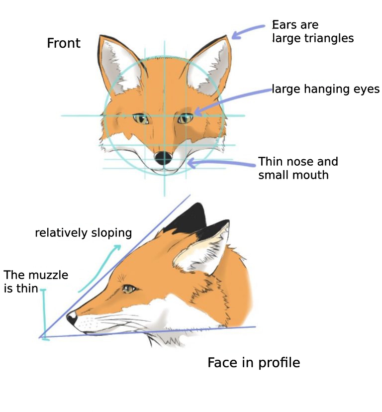 how to draw a fox face step by step