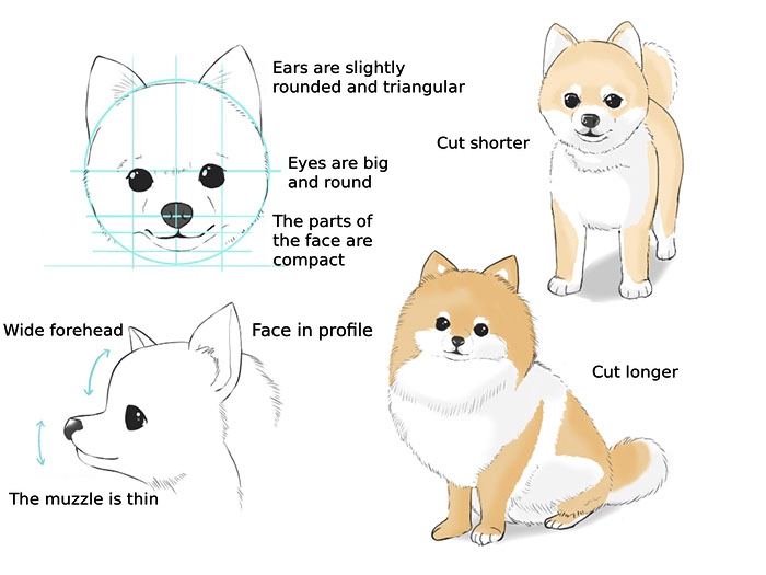 what are the different parts of a dog