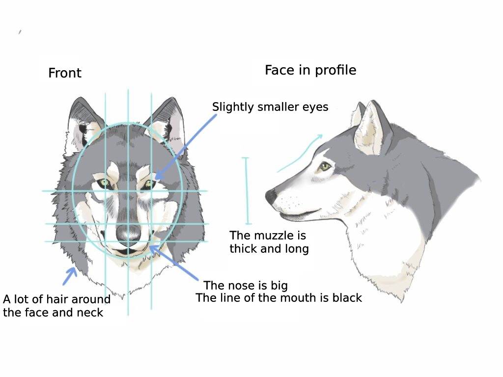 How To Draw The Fox And The Wolf Medibang Paint