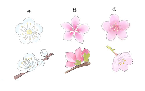花の描き方 春 Medibang Paint 無料のイラスト マンガ制作ツール
