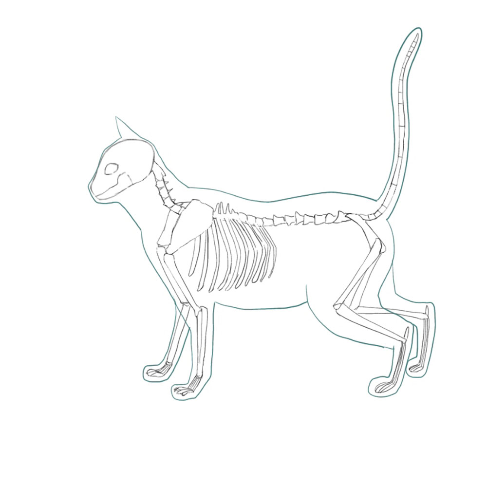 how to draw a realistic cat body