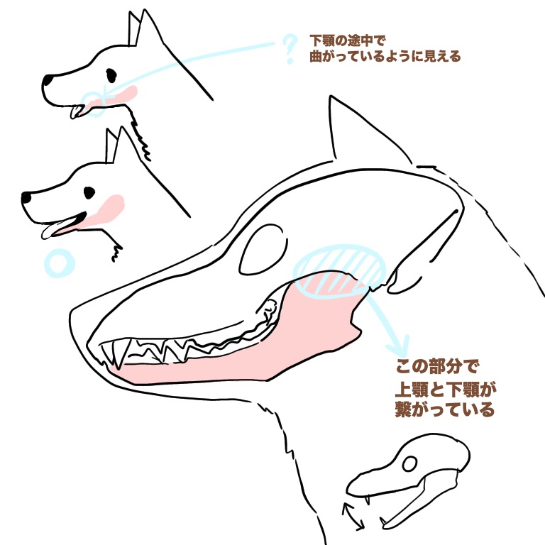 犬の描き方 基本的な顔の描き方 Medibang Paint 無料のイラスト マンガ制作ツール