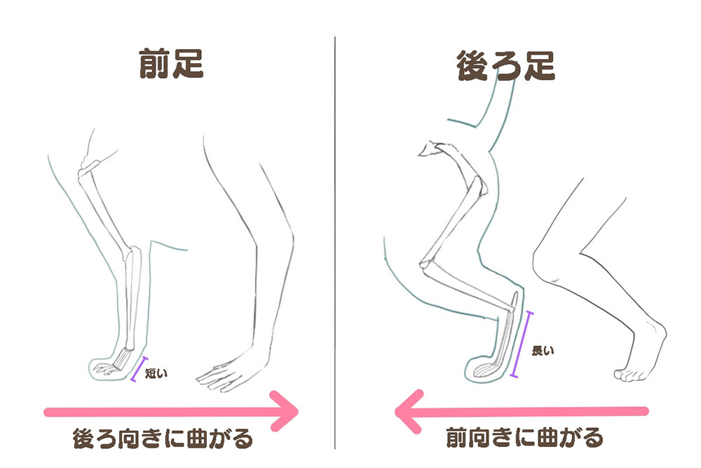 猫の描き方 体の描き方とポーズ メディバンペイント Medibang Paint