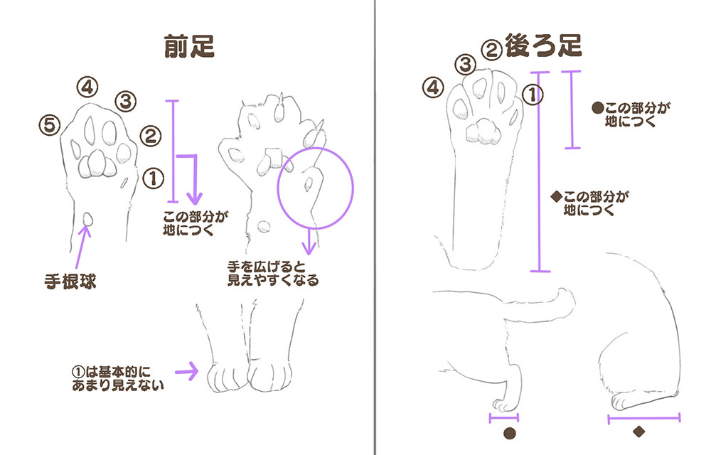 猫の描き方 体の描き方とポーズ メディバンペイント Medibang Paint