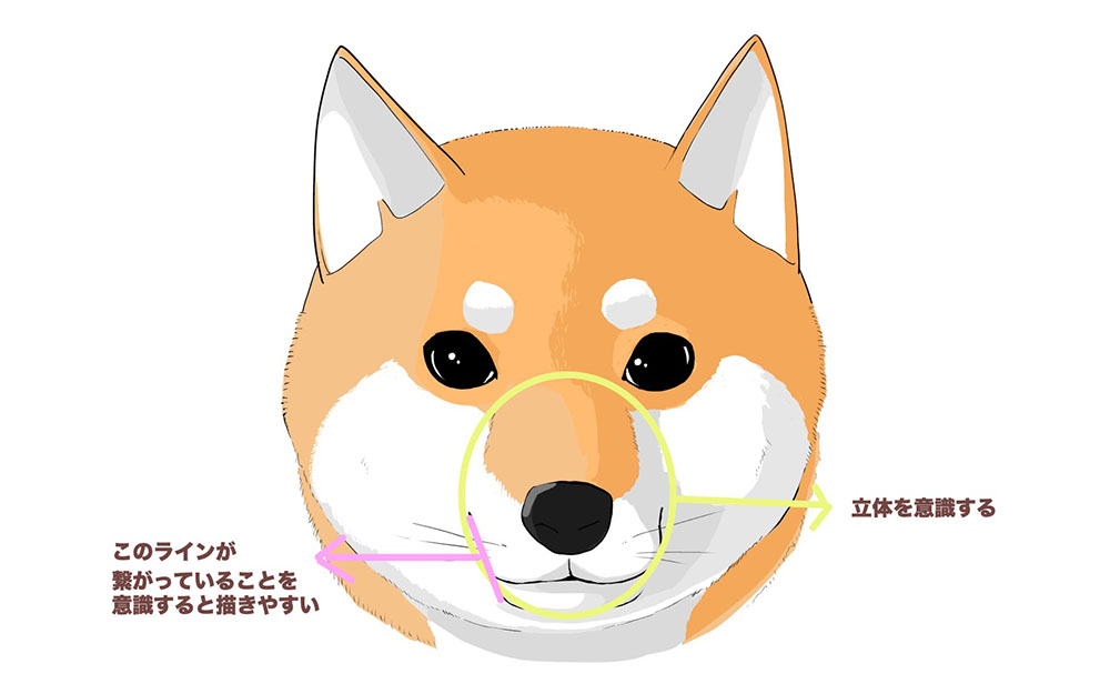 犬の描き方 基本的な顔の描き方 Medibang Paint 無料のイラスト マンガ制作ツール