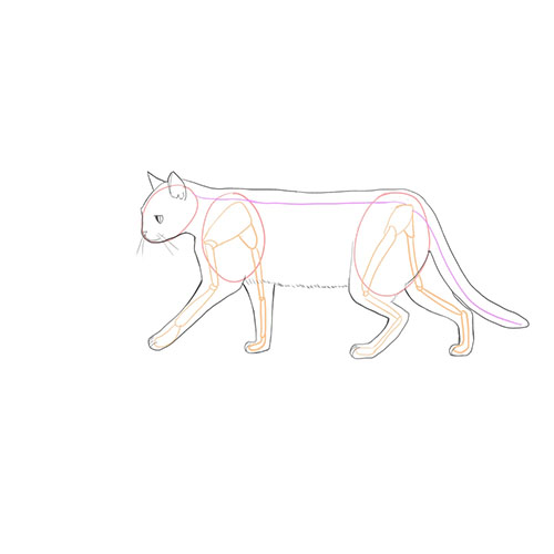 猫の描き方 体の描き方とポーズ メディバンペイント Medibang Paint