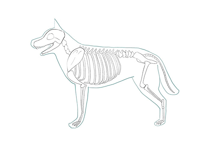 犬の描き方 体の描き方とポーズ メディバンペイント Medibang Paint