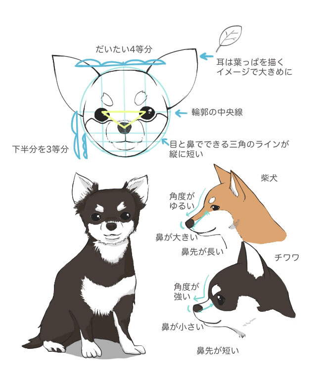 様々な種類の犬の描き方 メディバンペイント Medibang Paint