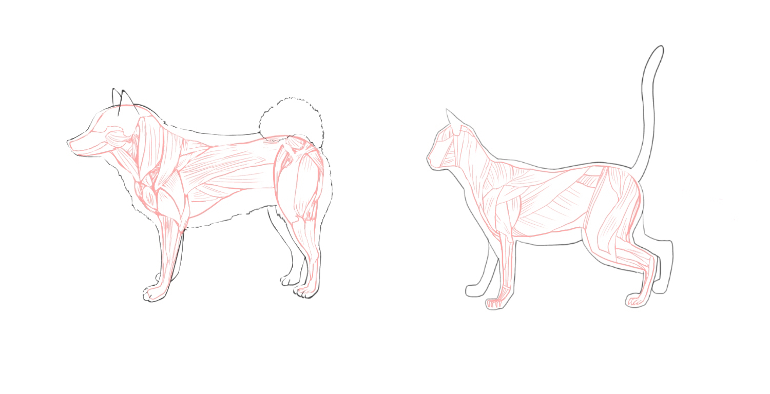 How to Draw Animals: The Importance of Drawing a Pose | Envato Tuts+