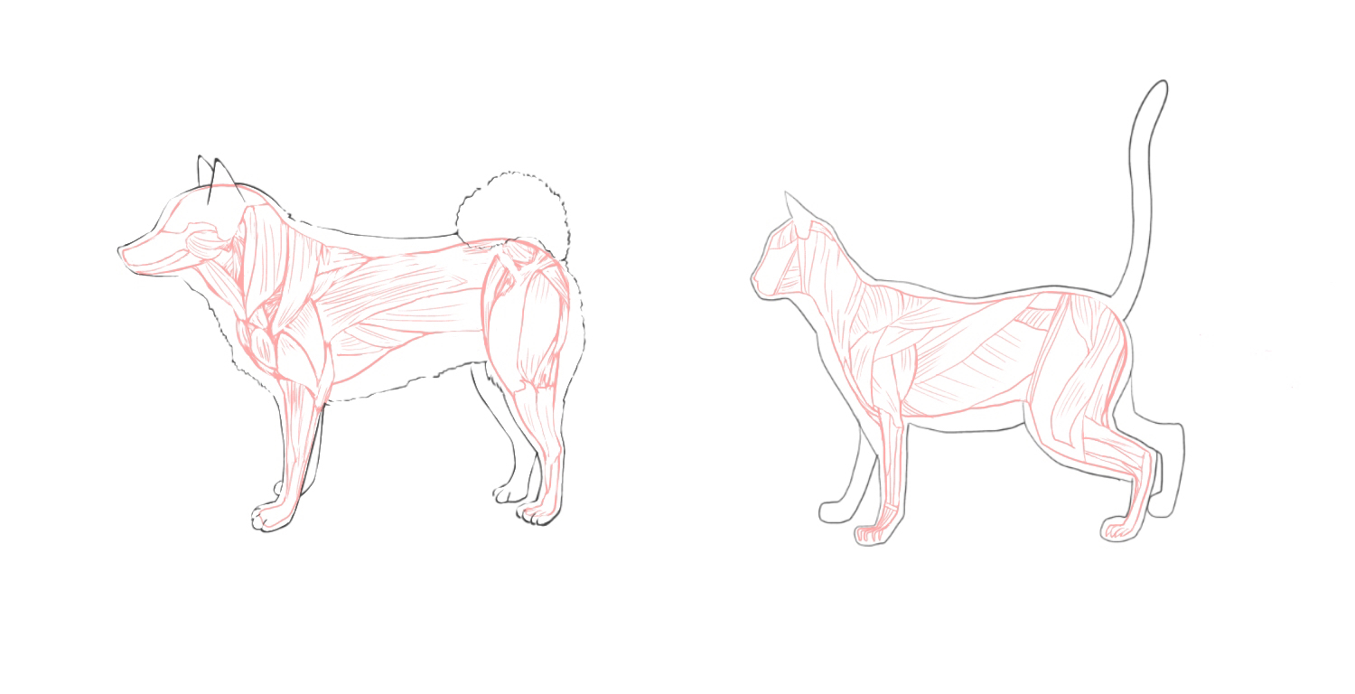 How To Draw Dogs And Cats How To Draw Dogs And Cats In Moving Poses Medibang Paint Saatchi art is pleased to offer the drawing, dog poses, by juan álvarez cebrián, available for purchase at $1,660 usd. to draw dogs and cats in moving poses