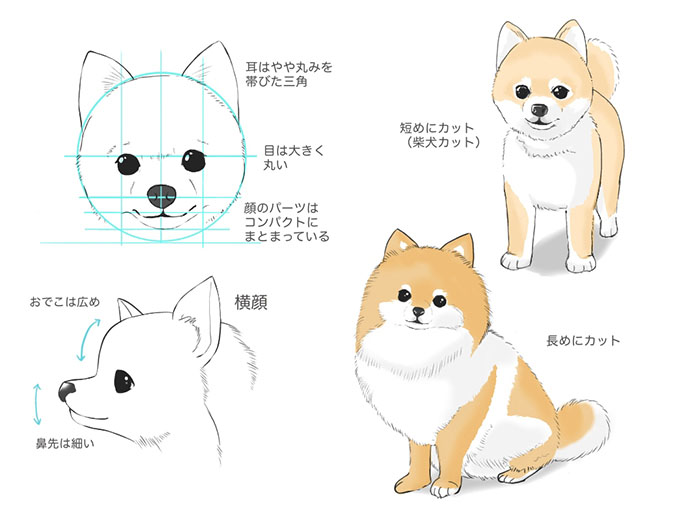 様々な種類の犬の描き方 | MediBang Paint – 無料のイラスト・マンガ制作ツール