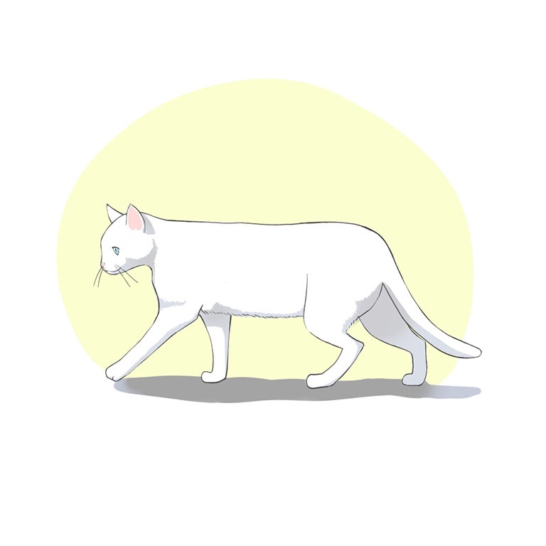 犬 猫の描き方 応用編 動きのあるポーズを描いてみよう Medibang Paint 無料のイラスト マンガ制作ツール