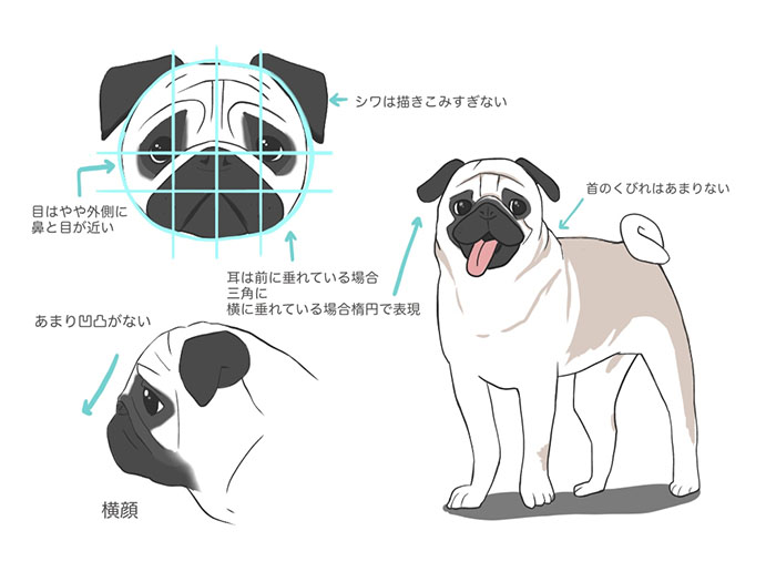 様々な種類の犬の描き方 メディバンペイント Medibang Paint