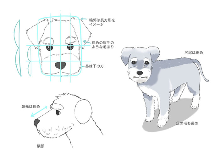 様々な種類の犬の描き方 メディバンペイント Medibang Paint