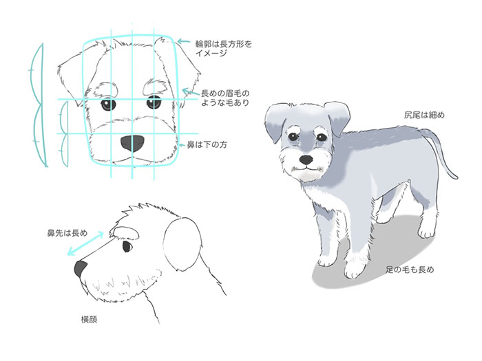 様々な種類の犬の描き方 Medibang Paint 無料のイラスト マンガ制作ツール