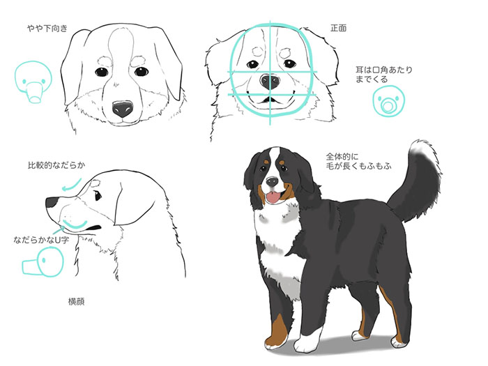 様々な種類の犬の描き方 Medibang Paint 無料のイラスト マンガ制作ツール
