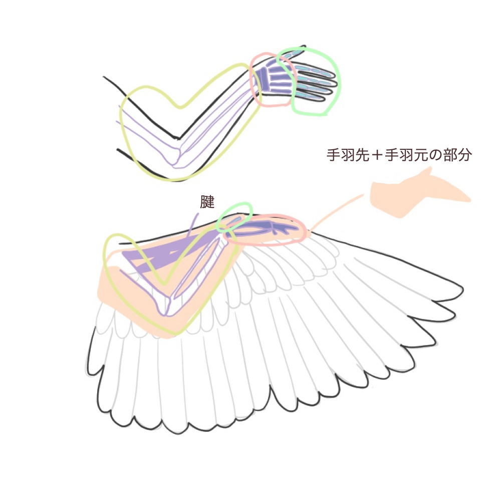 鳥の描き方 翼を描いてみよう メディバンペイント Medibang Paint