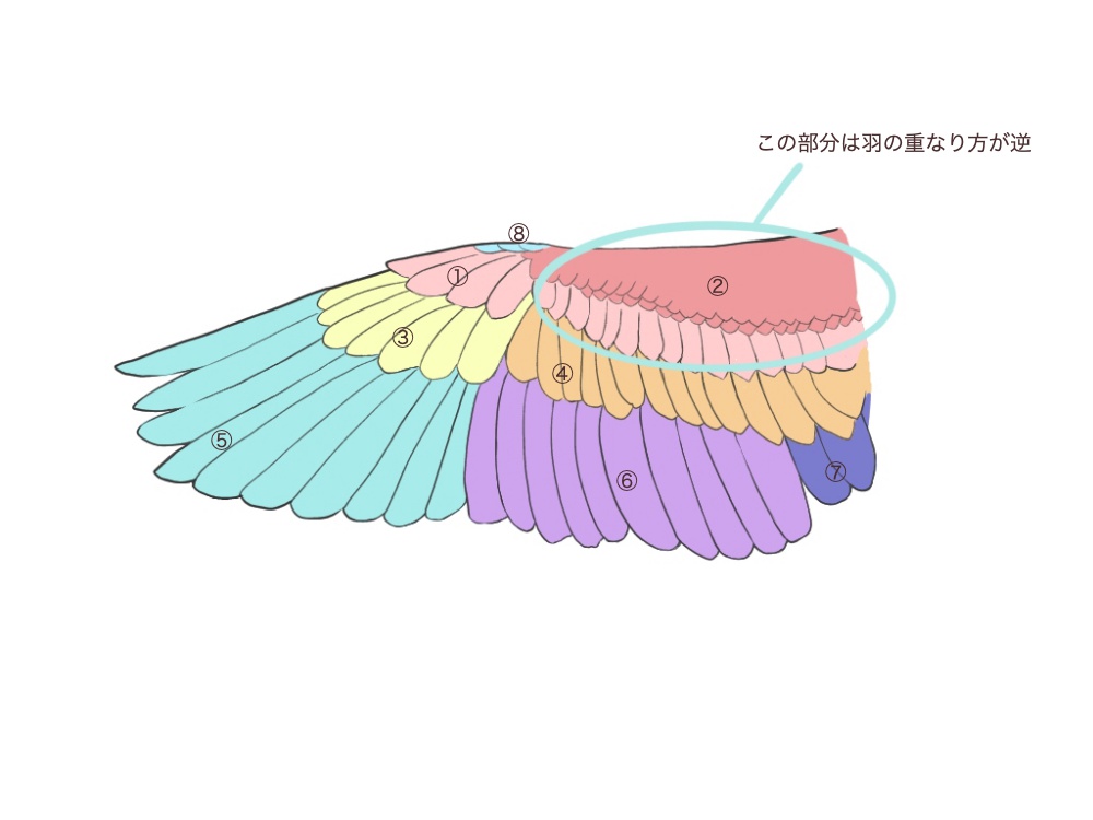 새 그리는 법②【날개 그리기】 | Medibang Paint - 무료 일러스트・만화 제작 툴