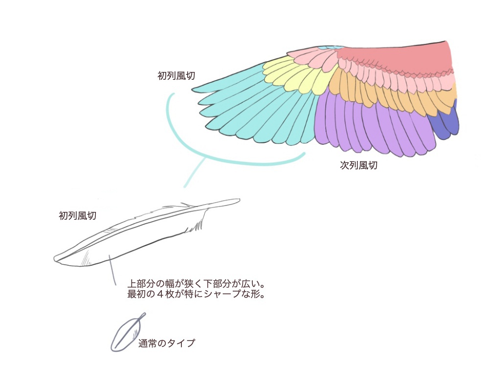 鳥の描き方 翼を描いてみよう Medibang Paint 無料のイラスト マンガ制作ツール