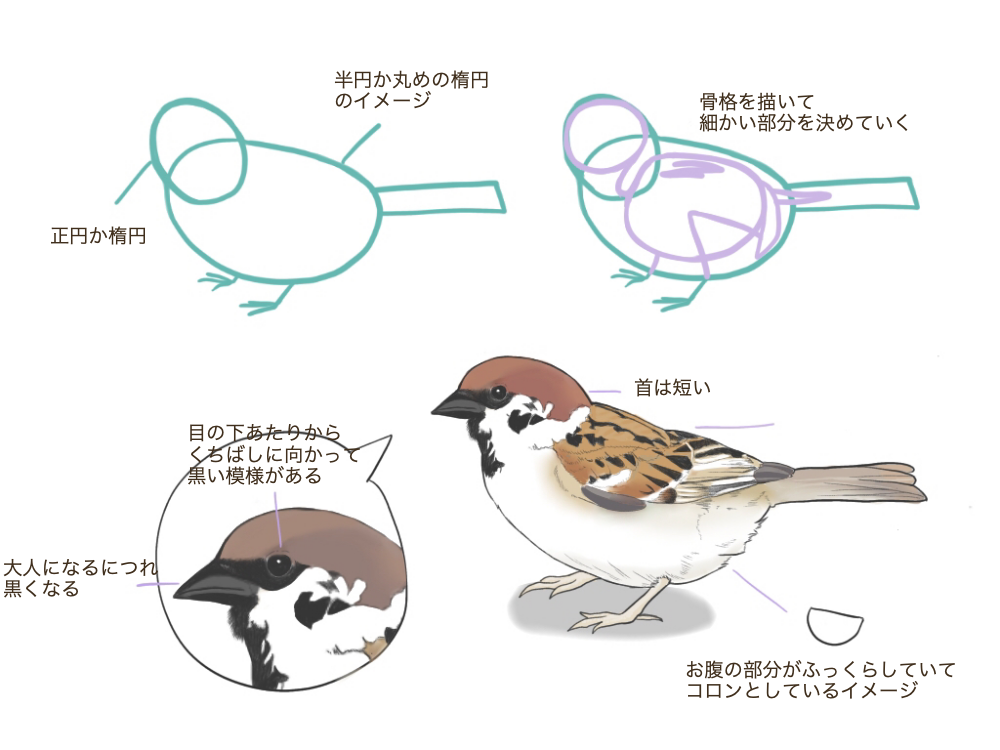  Cómo dibujar un pájaro ①【Dibujemos un pájaro conocido】.