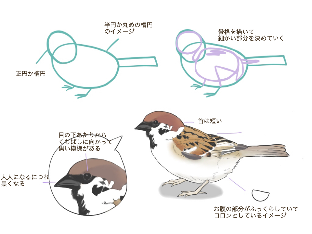 鳥の描き方 身近な鳥を描いてみよう メディバンペイント Medibang Paint