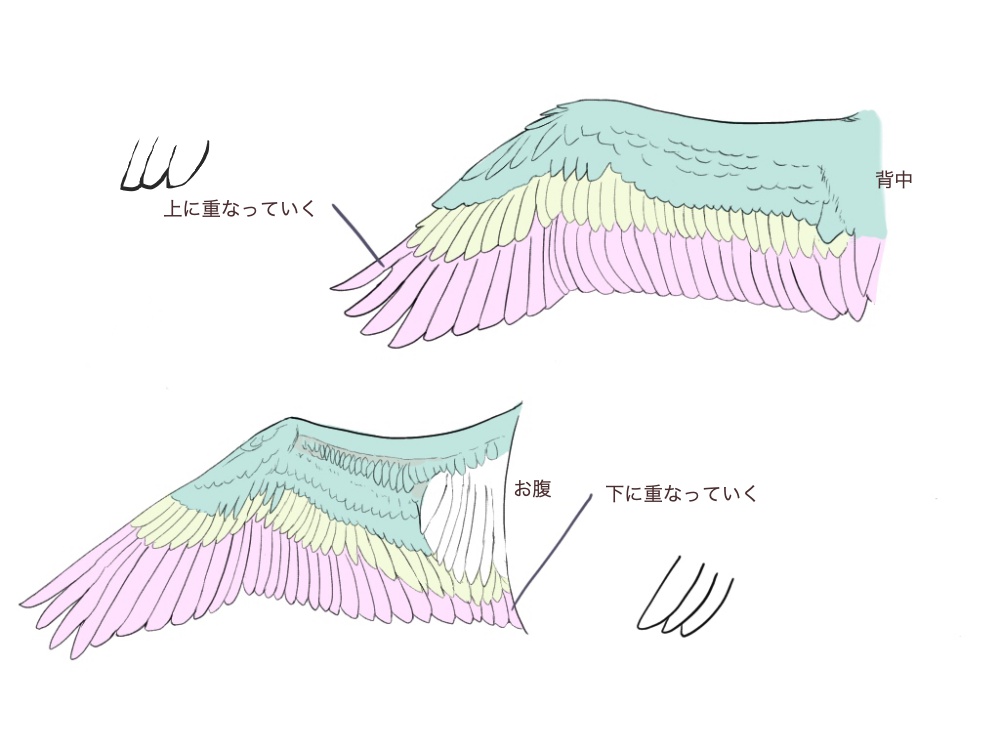 鳥の描き方 翼を描いてみよう メディバンペイント Medibang Paint