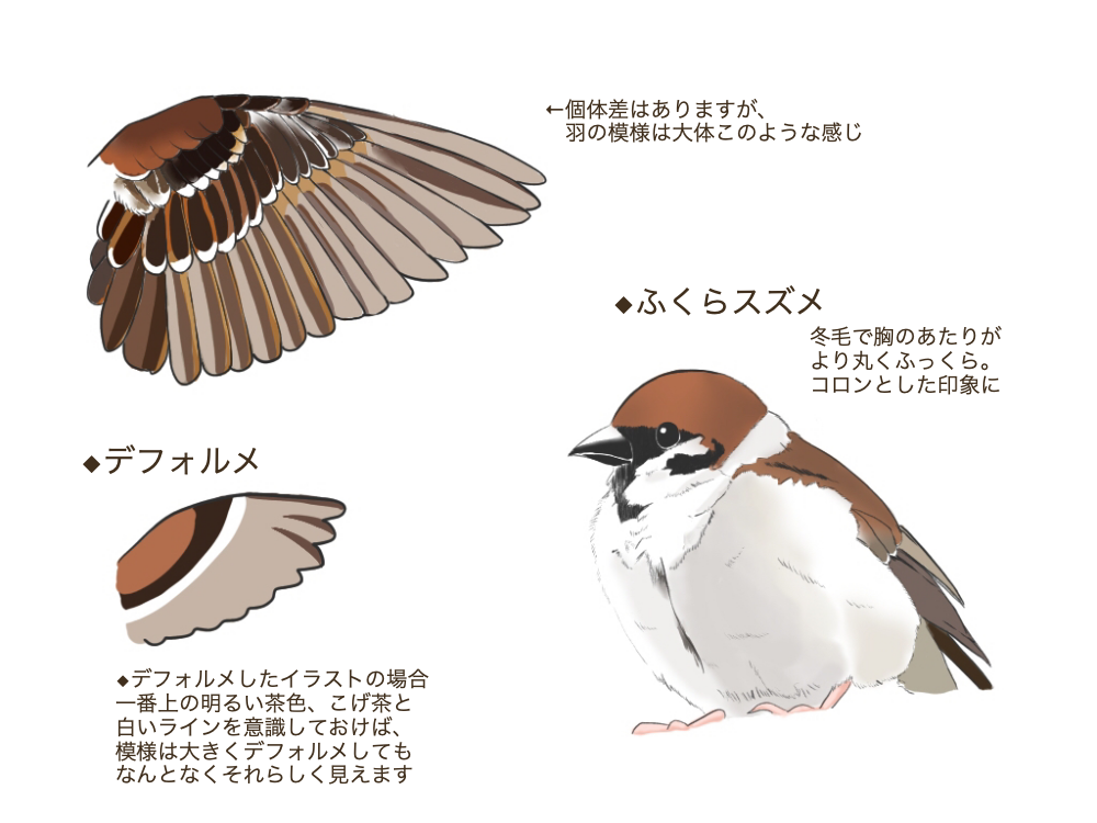  Cómo dibujar un pájaro ①【Dibujemos un pájaro conocido】.