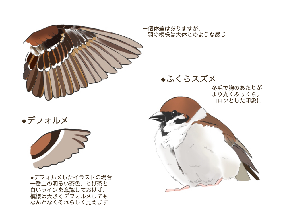 鳥の描き方 身近な鳥を描いてみよう Medibang Paint 無料のイラスト マンガ制作ツール