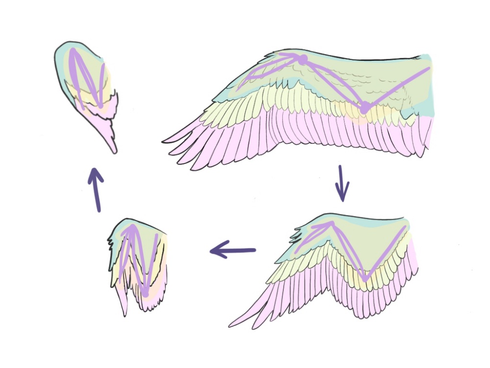 Premium Vector | Angel wings, bird wings collection hand drawn vector  illustration sketch