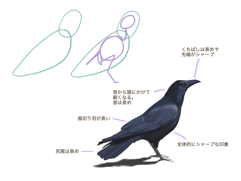 Cómo dibujar un pájaro ①【Dibujemos un pájaro conocido】. | MediBang Paint -  the free digital painting and manga creation software