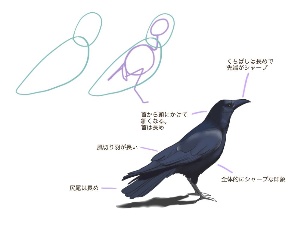 鳥の描き方 身近な鳥を描いてみよう メディバンペイント Medibang Paint