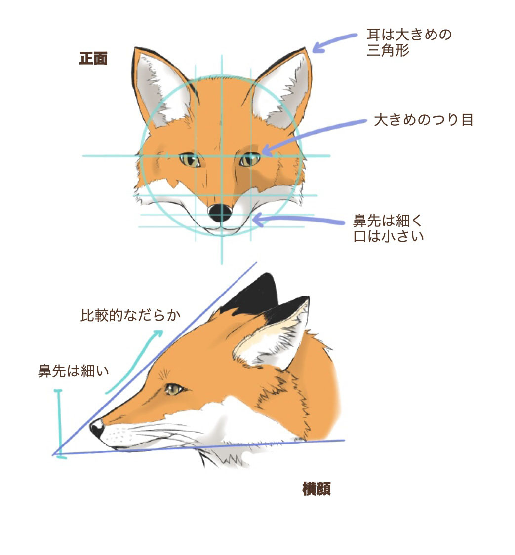 How to draw a Fox face