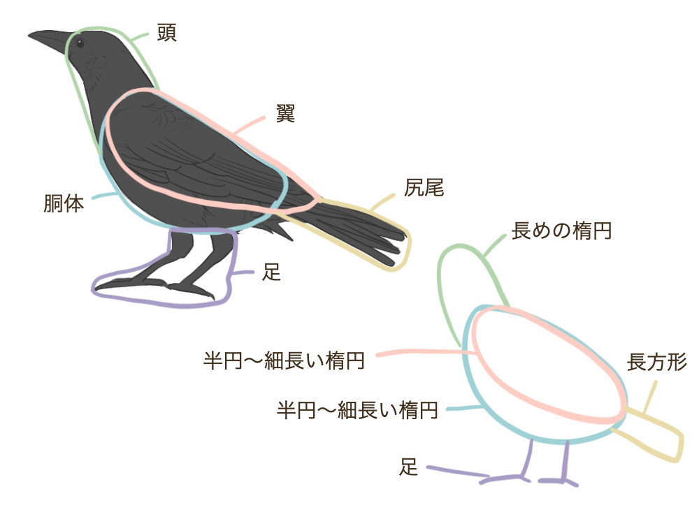 鸟的结构图及介绍图片