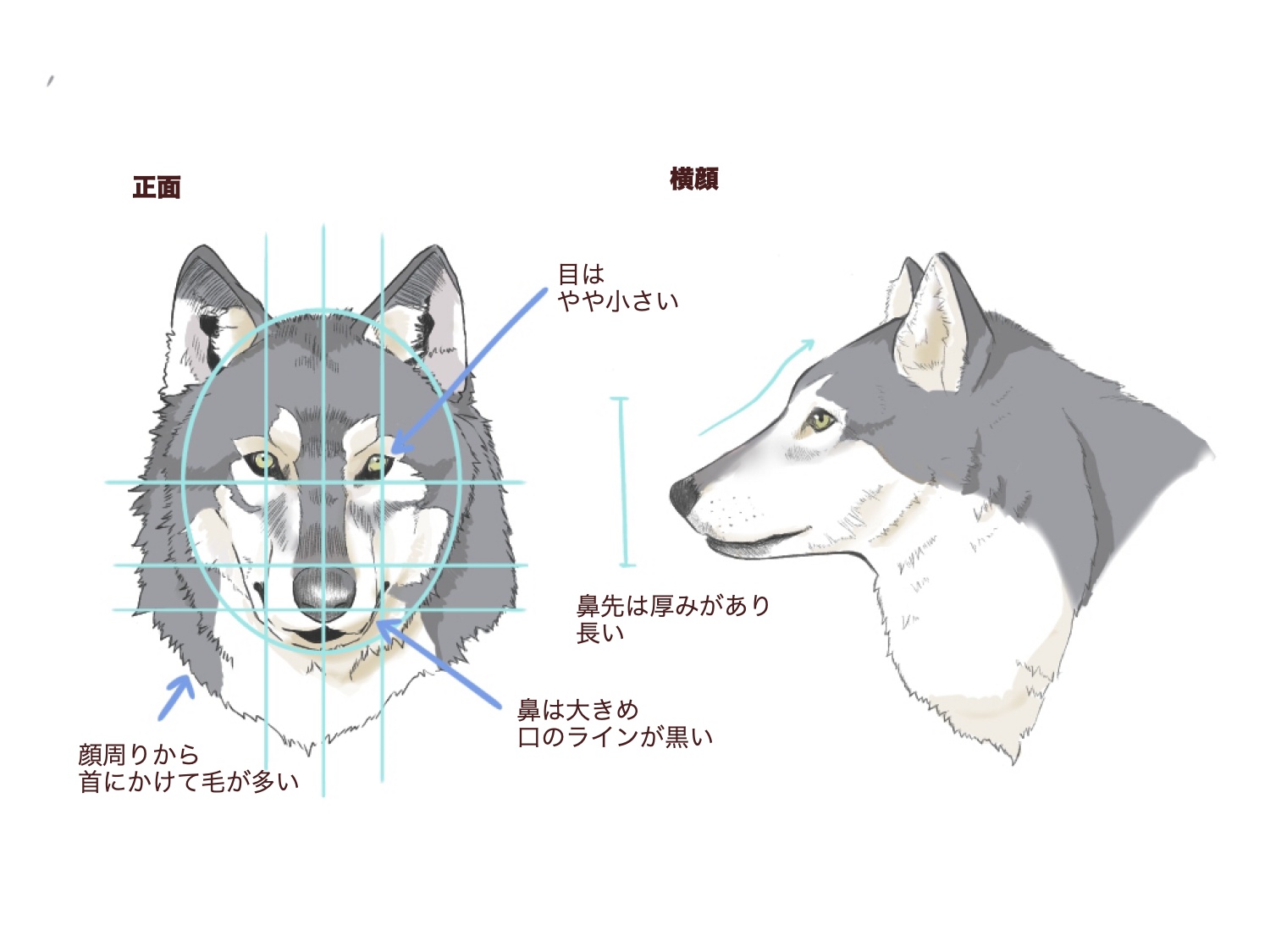 Cómo dibujar un zorro y un lobo | MediBang Paint - the free digital  painting and manga creation software