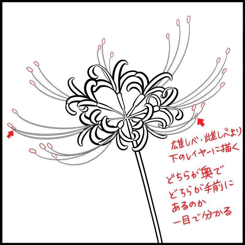 ふちペンで簡単 彼岸花を描こう Medibang Paint 無料のイラスト マンガ制作ツール