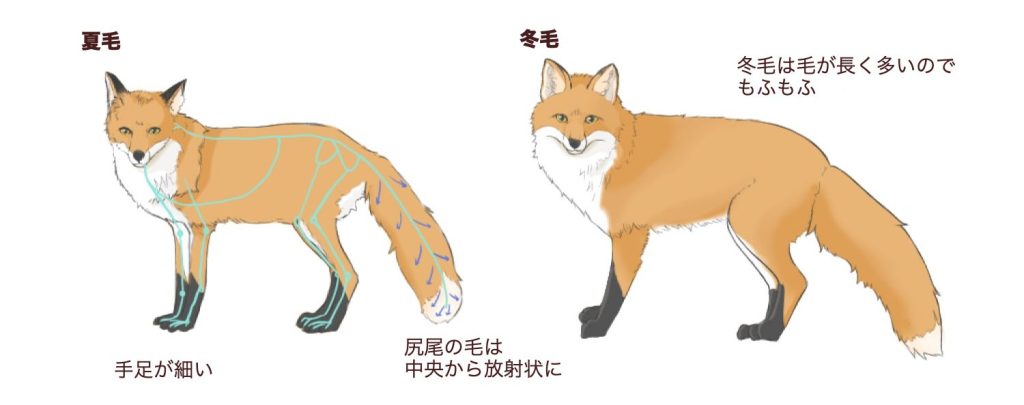 狐と狼の描き方 Medibang Paint 無料のイラスト マンガ制作ツール