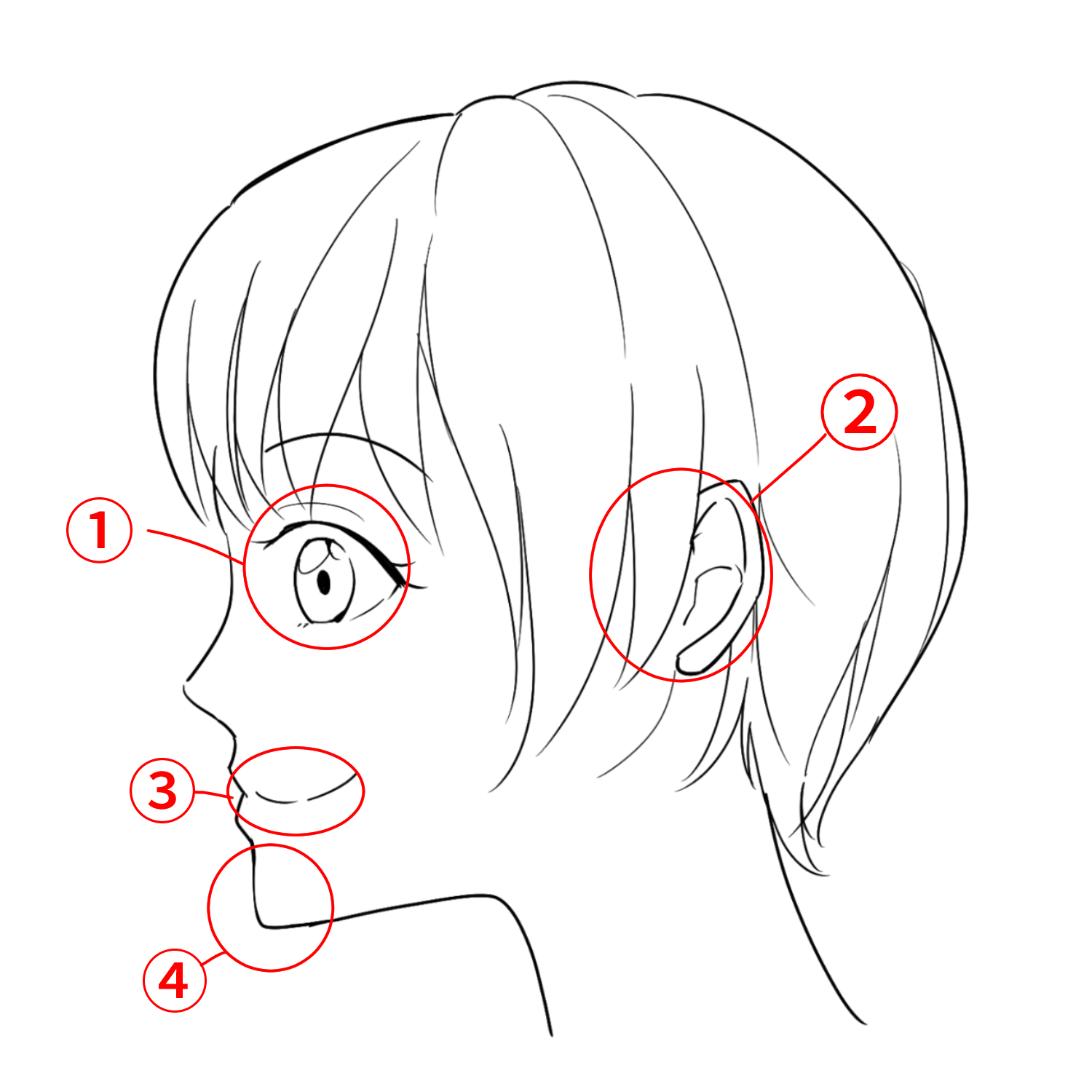 Let's learn how to draw a profile face! | MediBang Paint - the free digital  painting and manga creation software