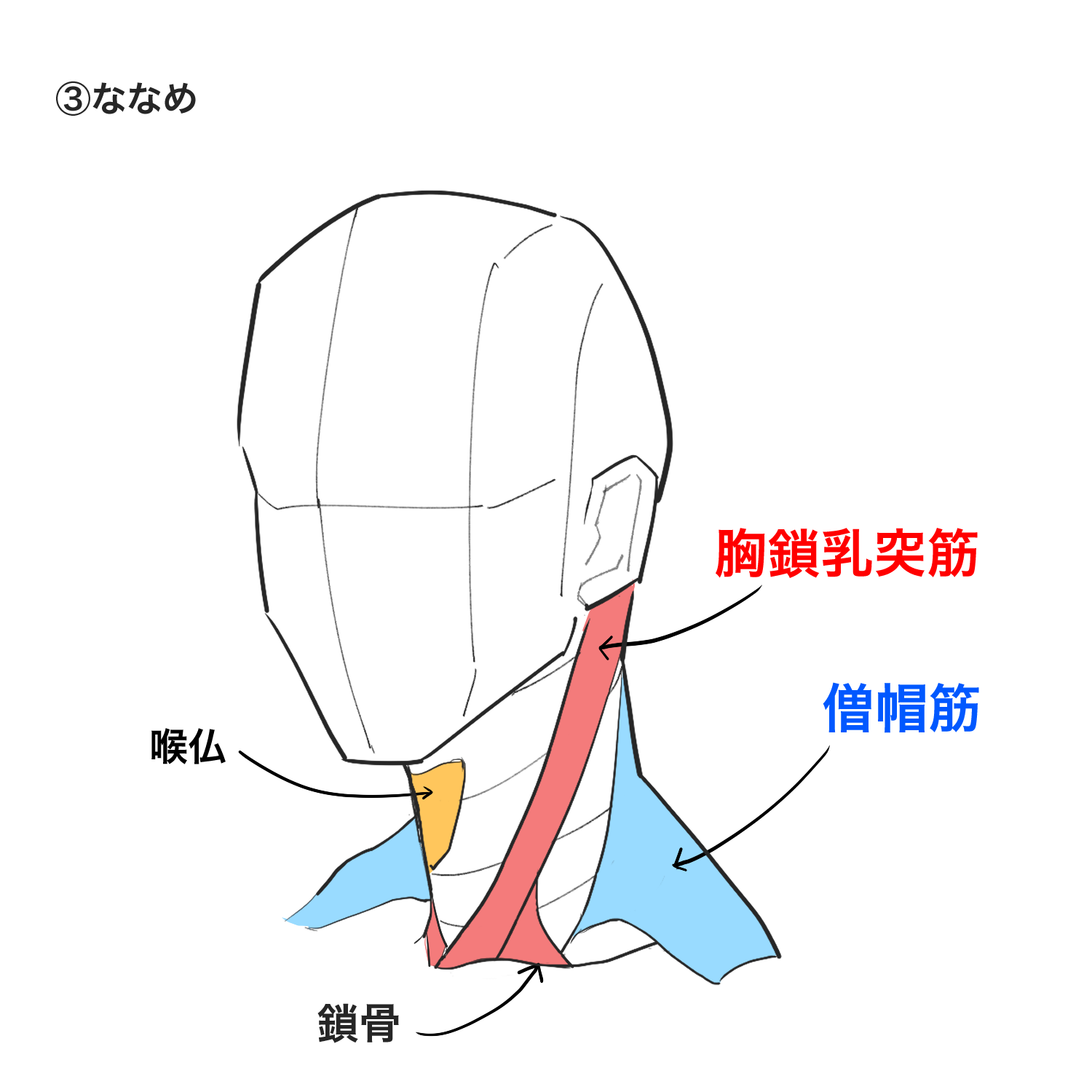 初心者向け 首の描き方を学ぼう Medibang Paint 無料のイラスト マンガ制作ツール