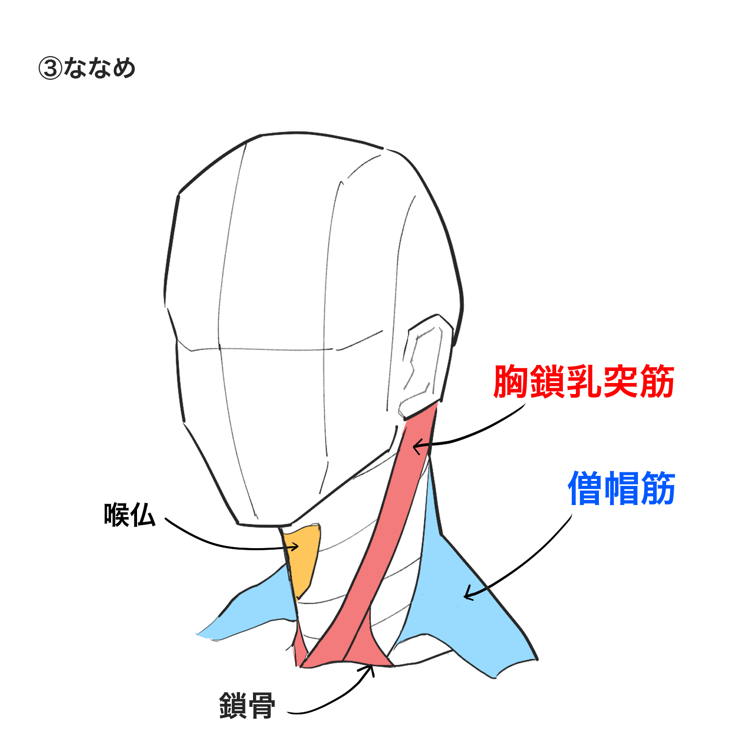 初心者向け 首の描き方を学ぼう メディバンペイント Medibang Paint