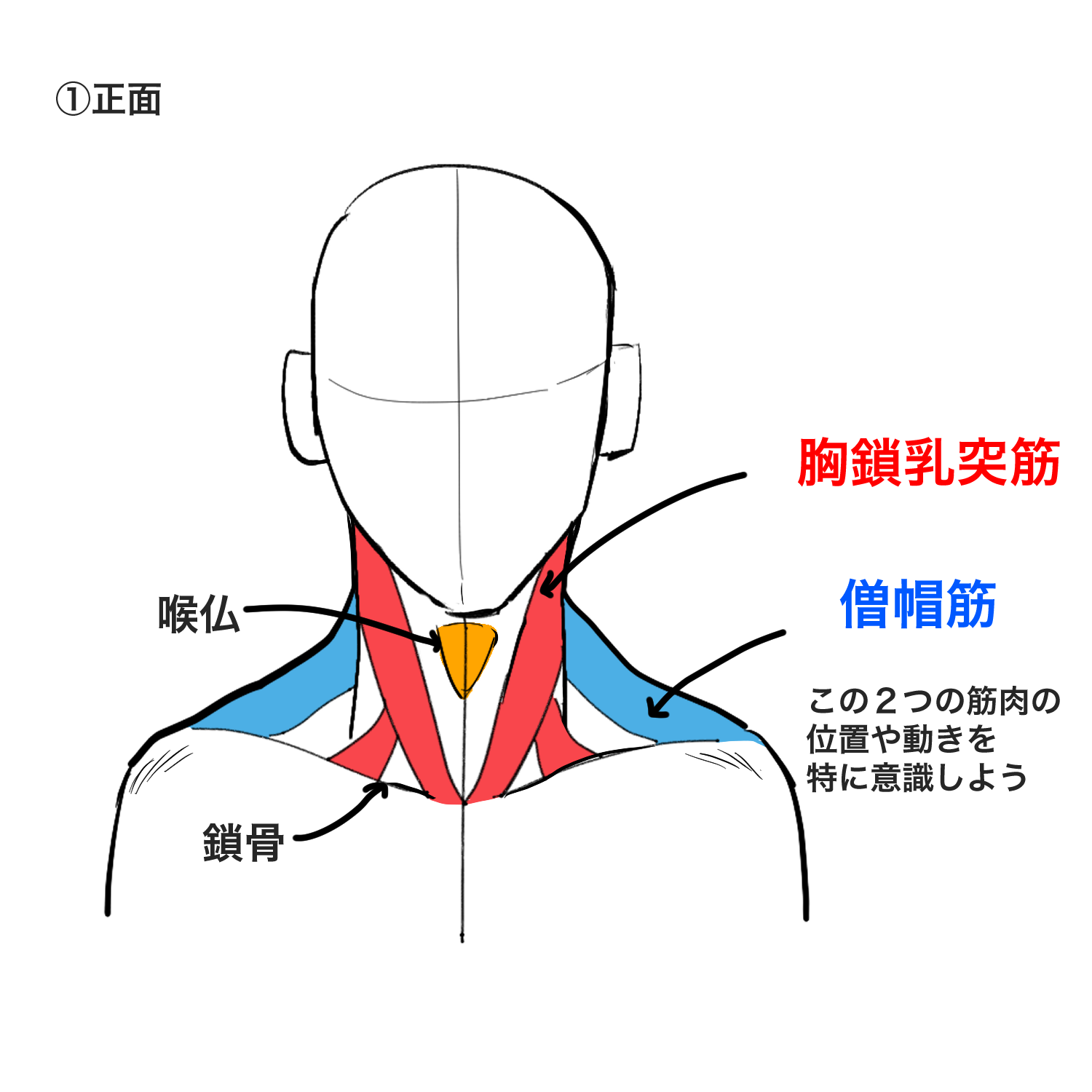 初心者向け 首の描き方を学ぼう メディバンペイント Medibang Paint