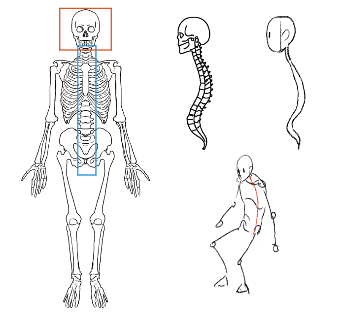 Cómo Bocetear un Cuerpo Entero? Narrado paso a paso