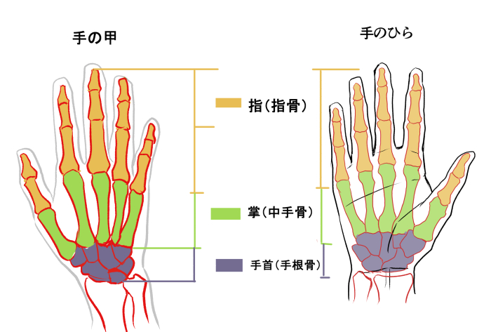 提升技巧 從骨架和比例學習手部畫法 中級 Medibang Paint 免費插畫 漫畫製作軟體