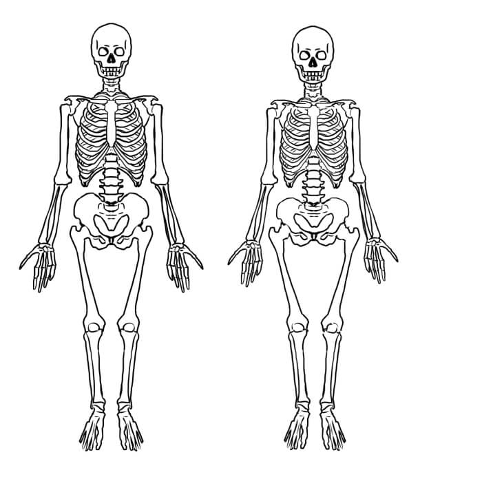 Pelvic bone: front and side views. Pencil and chalk drawing by J.  Mongrédien, ca. 1880.