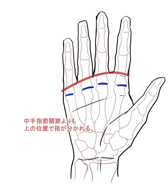  Mejora tus habilidades] Cómo dibujar manos tomando como base la estructura ósea y las proporciones anatómicas (nivel intermedio)