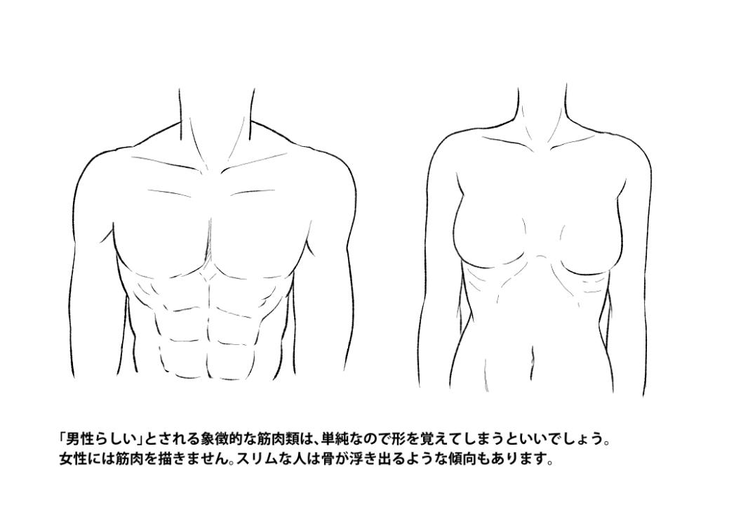 Cómo dibujar figuras masculinas y femeninas (Parte 5): Detalles del cuerpo  | MediBang Paint - the free digital painting and manga creation software