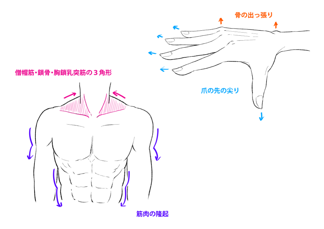 Cómo dibujar figuras masculinas y femeninas (Parte 6: Poses y