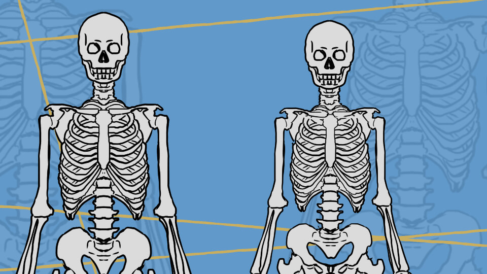 如何从骨骼的角度来画男人和女人 Medibang Paint